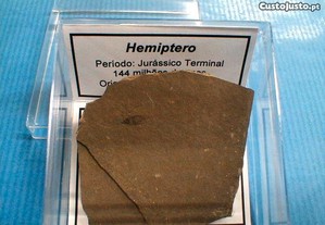 Hemiptero fóssil 2,5x6x6cm-cx
