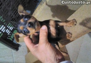 imagem_4