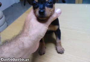 imagem_2