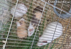 imagem_2