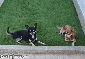 1 casal de Chihuahua