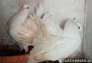 imagem_2