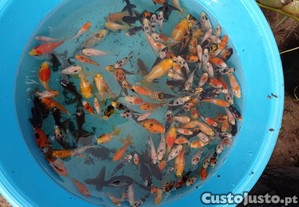 Carpas koi e orandas goldfish