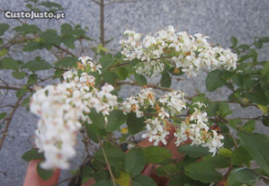 planta natural flor branca e vaso em gres grande