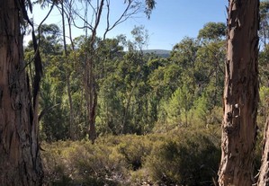 Terreno rústico de 1320m2 na Rexaldia composto de pinheiros e eucaliptos