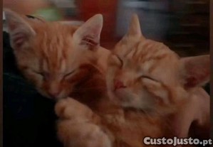 2 Gatos para Doação