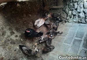 imagem_1