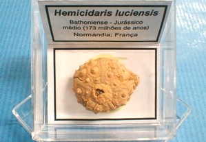 Hemicidaris luciensis fóssil 2x4,5x4,5cm-cx