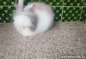Teddy dwerg vacinada