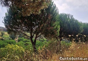 imagem_32