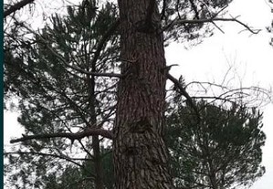 Pinheiros bravos (Pinus pinaster)