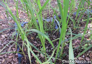 Mudas planta cana de açúcar / sacarina para plantar suco de cana