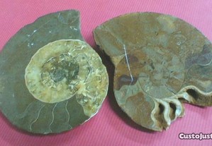 Amonite polida fóssil 13x11x1cm
