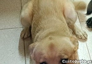 Cruzado com lavrador