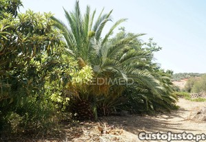 imagem_30