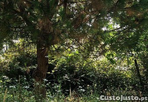 imagem_33