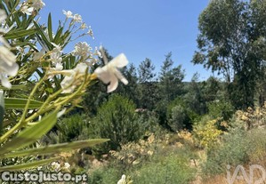 imagem_29