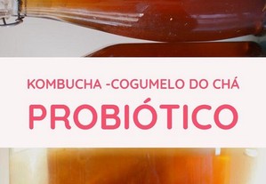 Kombucha scoby probiótico - cogumelo do chá