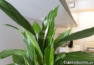 imagem_28