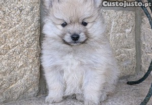 imagem_1