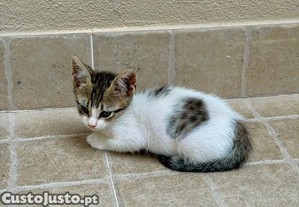 imagem_2