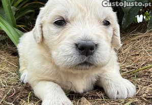 Golden retriever fêmea