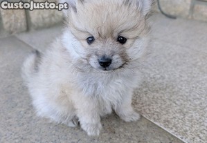 imagem_3