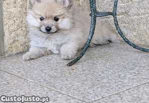imagem_5