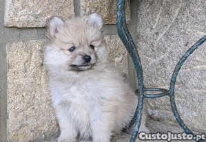 imagem_6