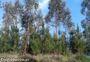 Terreno em Graça de 8120,00 m²