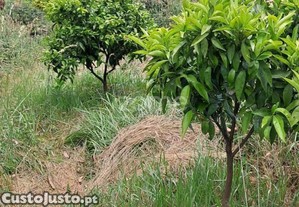 Terreno Rústico Com 5.670 M2 Em Fradelos V.N....