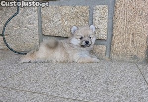 imagem_2