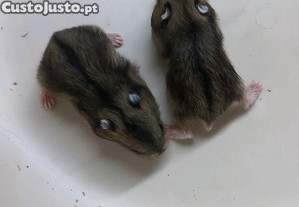 imagem_1