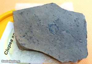 Clupea sp fóssil 11x8x0,5cm