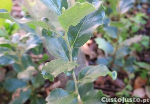 Mudas sobreiros para plantar árvores
