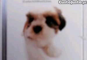 imagem_8