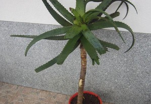 Aloe arborecens planta medicinal