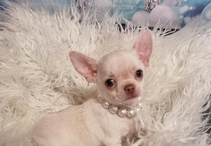 Chihuahua macho miniatura de pêlo curto com Pedigree criadora registada