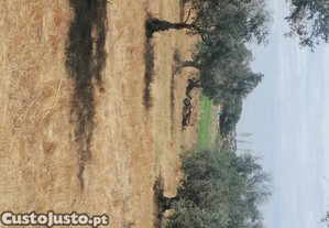 Terreno Rstico com Oliveiras com 3250 m2 Aljustrel-Rio de Moinhos Prximo do Monte Barradas
