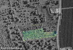 Terreno Rustico Com Oliveiras Para
