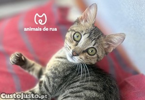 imagem_1