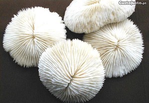 Coral-Fungia fungiter redondo 16-17cm