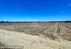 Vinha com 1 hectare em reguengos de monsaraz