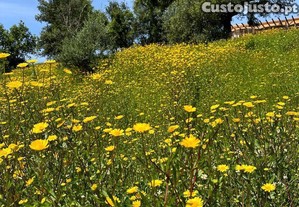 imagem_24
