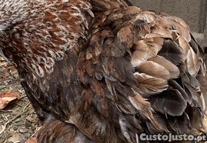 Ovos galados de galinhas ornamentais Brahma