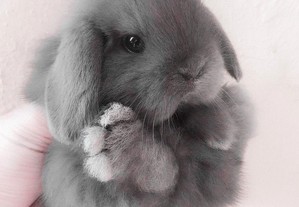 imagem_11