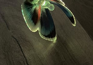 imagem_6
