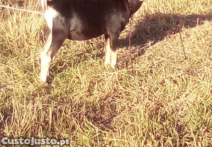 imagem_2