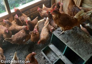 Galinhas poadeiras
