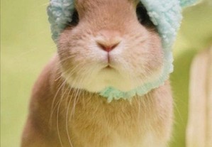 imagem_2